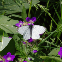 Lade das Bild in den Galerie-Viewer, Sumpf-Storchschnabel (Geranium palustre)