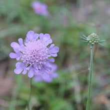 Lade das Bild in den Galerie-Viewer, Tauben-Skabiose Scabiosa columbaria