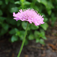 Lade das Bild in den Galerie-Viewer, Tauben-Skabiose Scabiosa columbaria