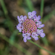 Lade das Bild in den Galerie-Viewer, Tauben-Skabiose Scabiosa columbaria
