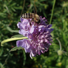 Lade das Bild in den Galerie-Viewer, Tauben-Skabiose Scabiosa columbaria