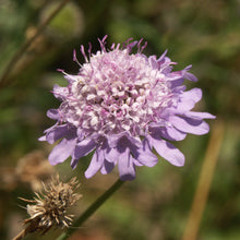 Lade das Bild in den Galerie-Viewer, Tauben-Skabiose Scabiosa columbaria