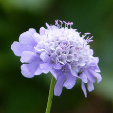 Lade das Bild in den Galerie-Viewer, Tauben-Skabiose Scabiosa columbaria