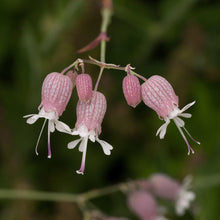 Lade das Bild in den Galerie-Viewer, Taubenkropf-Leimkraut Silene vulgaris