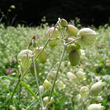 Lade das Bild in den Galerie-Viewer, Taubenkropf-Leimkraut Silene vulgaris