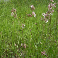 Lade das Bild in den Galerie-Viewer, Taubenkropf-Leimkraut Silene vulgaris