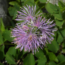 Lade das Bild in den Galerie-Viewer, Akeleiblättrige Wiesenraute (Thalictrum aquilegifolium)