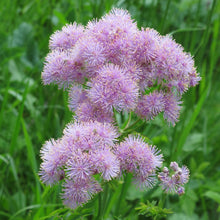 Lade das Bild in den Galerie-Viewer, Akeleiblättrige Wiesenraute (Thalictrum aquilegifolium)