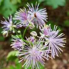 Lade das Bild in den Galerie-Viewer, Akeleiblättrige Wiesenraute (Thalictrum aquilegifolium)