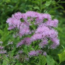 Lade das Bild in den Galerie-Viewer, Akeleiblättrige Wiesenraute (Thalictrum aquilegifolium)