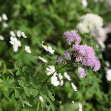 Lade das Bild in den Galerie-Viewer, Akeleiblättrige Wiesenraute (Thalictrum aquilegifolium)