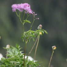 Lade das Bild in den Galerie-Viewer, Akeleiblättrige Wiesenraute (Thalictrum aquilegifolium)
