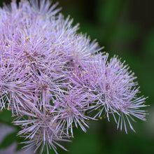 Lade das Bild in den Galerie-Viewer, Akeleiblättrige Wiesenraute (Thalictrum aquilegifolium)