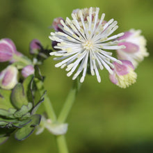 Lade das Bild in den Galerie-Viewer, Akeleiblättrige Wiesenraute (Thalictrum aquilegifolium)