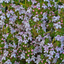 Lade das Bild in den Galerie-Viewer, Echter Thymian (Thymus vulgaris)
