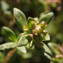 Lade das Bild in den Galerie-Viewer, Echter Thymian (Thymus vulgaris)