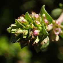 Lade das Bild in den Galerie-Viewer, Echter Thymian (Thymus vulgaris)