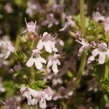 Lade das Bild in den Galerie-Viewer, Echter Thymian (Thymus vulgaris)
