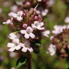 Lade das Bild in den Galerie-Viewer, Echter Thymian (Thymus vulgaris)