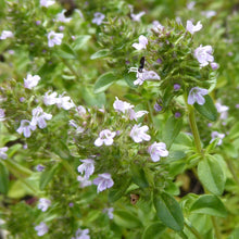 Lade das Bild in den Galerie-Viewer, Echter Thymian (Thymus vulgaris)
