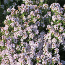 Lade das Bild in den Galerie-Viewer, Echter Thymian (Thymus vulgaris)