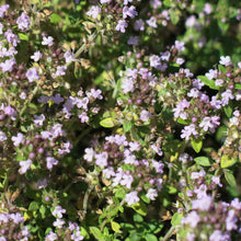 Lade das Bild in den Galerie-Viewer, Echter Thymian (Thymus vulgaris)