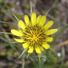 Lade das Bild in den Galerie-Viewer, Grosser Bocksbart (Tragopogon dubius)