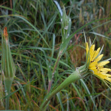 Lade das Bild in den Galerie-Viewer, Grosser Bocksbart (Tragopogon dubius)