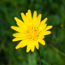 Lade das Bild in den Galerie-Viewer, Wiesen-Bocksbart (Tragopogon pratensis)