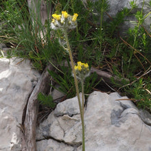 Lade das Bild in den Galerie-Viewer, Trugdoldiges Habichtskraut (Hieracium cymosum)
