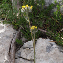 Lade das Bild in den Galerie-Viewer, Trugdoldiges Habichtskraut (Hieracium cymosum)