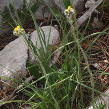 Lade das Bild in den Galerie-Viewer, Trugdoldiges Habichtskraut (Hieracium cymosum)
