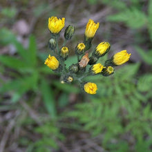 Lade das Bild in den Galerie-Viewer, Trugdoldiges Habichtskraut (Hieracium cymosum)