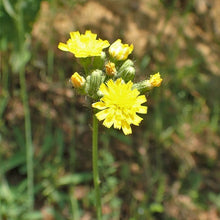 Lade das Bild in den Galerie-Viewer, Trugdoldiges Habichtskraut (Hieracium cymosum)