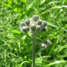 Lade das Bild in den Galerie-Viewer, Trugdoldiges Habichtskraut (Hieracium cymosum)
