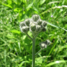 Lade das Bild in den Galerie-Viewer, Trugdoldiges Habichtskraut (Hieracium cymosum)
