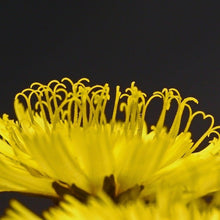 Lade das Bild in den Galerie-Viewer, Trugdoldiges Habichtskraut (Hieracium cymosum)