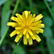 Lade das Bild in den Galerie-Viewer, Trugdoldiges Habichtskraut (Hieracium cymosum)
