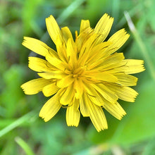 Lade das Bild in den Galerie-Viewer, Trugdoldiges Habichtskraut (Hieracium cymosum)