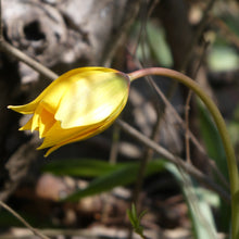 Lade das Bild in den Galerie-Viewer, Weinberg-Tulpe (Tulipa sylvestris)  Bio Blumenzwiebeln