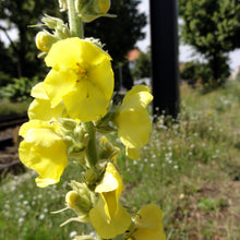 Lade das Bild in den Galerie-Viewer, Grossblütige Königskerze (Verbascum densiflorum)