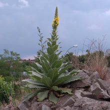 Lade das Bild in den Galerie-Viewer, Grossblütige Königskerze (Verbascum densiflorum)