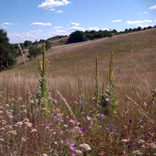 Lade das Bild in den Galerie-Viewer, Grossblütige Königskerze (Verbascum densiflorum)