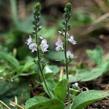 Lade das Bild in den Galerie-Viewer, Echter Ehrenpreis (Veronica officinalis)
