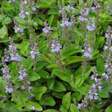 Lade das Bild in den Galerie-Viewer, Echter Ehrenpreis (Veronica officinalis)