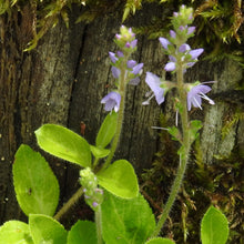 Lade das Bild in den Galerie-Viewer, Echter Ehrenpreis (Veronica officinalis)
