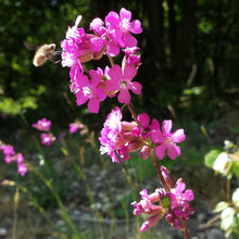 Lade das Bild in den Galerie-Viewer, Gemeine Pechnelke (Silene viscaria)