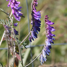 Lade das Bild in den Galerie-Viewer, Vogel-Wicke (Vicia Cracca)
