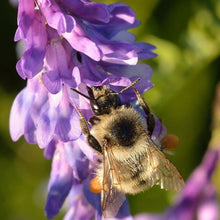 Lade das Bild in den Galerie-Viewer, Vogel-Wicke Vicia caracca
