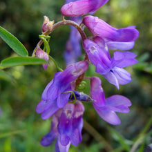 Lade das Bild in den Galerie-Viewer, Vogel-Wicke (Vicia caracca)